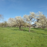 Blühende Apfelbäume auf einer Streuobstwiese