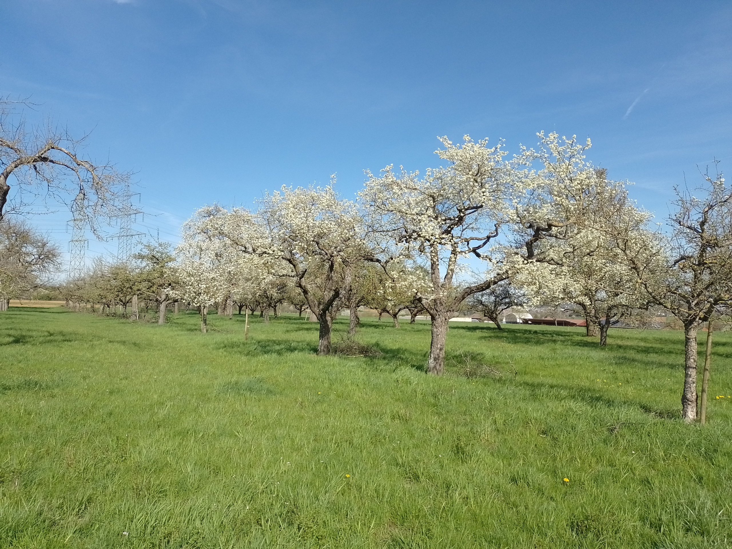Blühende Apfelbäume auf einer Streuobstwiese