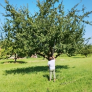 Ein Mann schneidet einen Apfelbaum im Sommer auf einer Streuobstwiese.