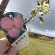 Sortenschild mit der Aufschrift Rubinola an einem jungen Apfelbaum.