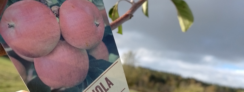 Sortenschild mit der Aufschrift Rubinola an einem jungen Apfelbaum.