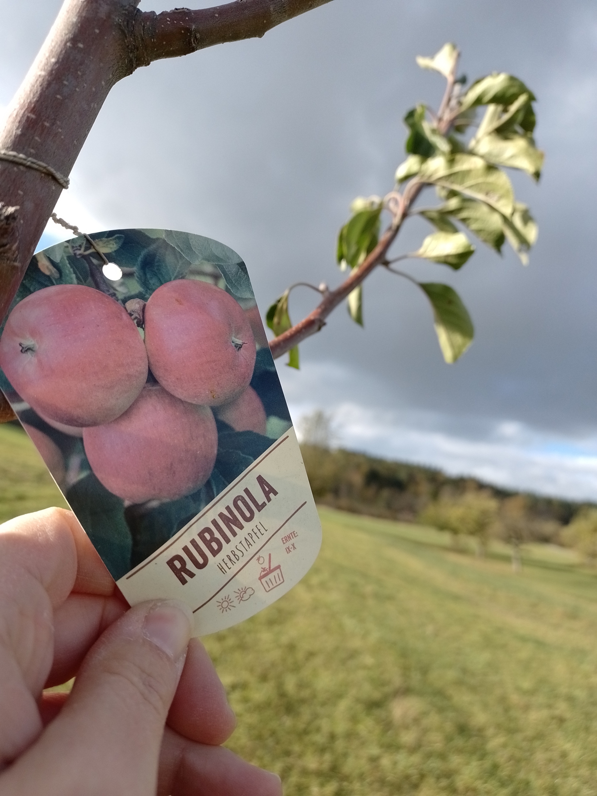Rubinola_Baumsetzling Sortenschild mit der Aufschrift Rubinola an einem jungen Apfelbaum.