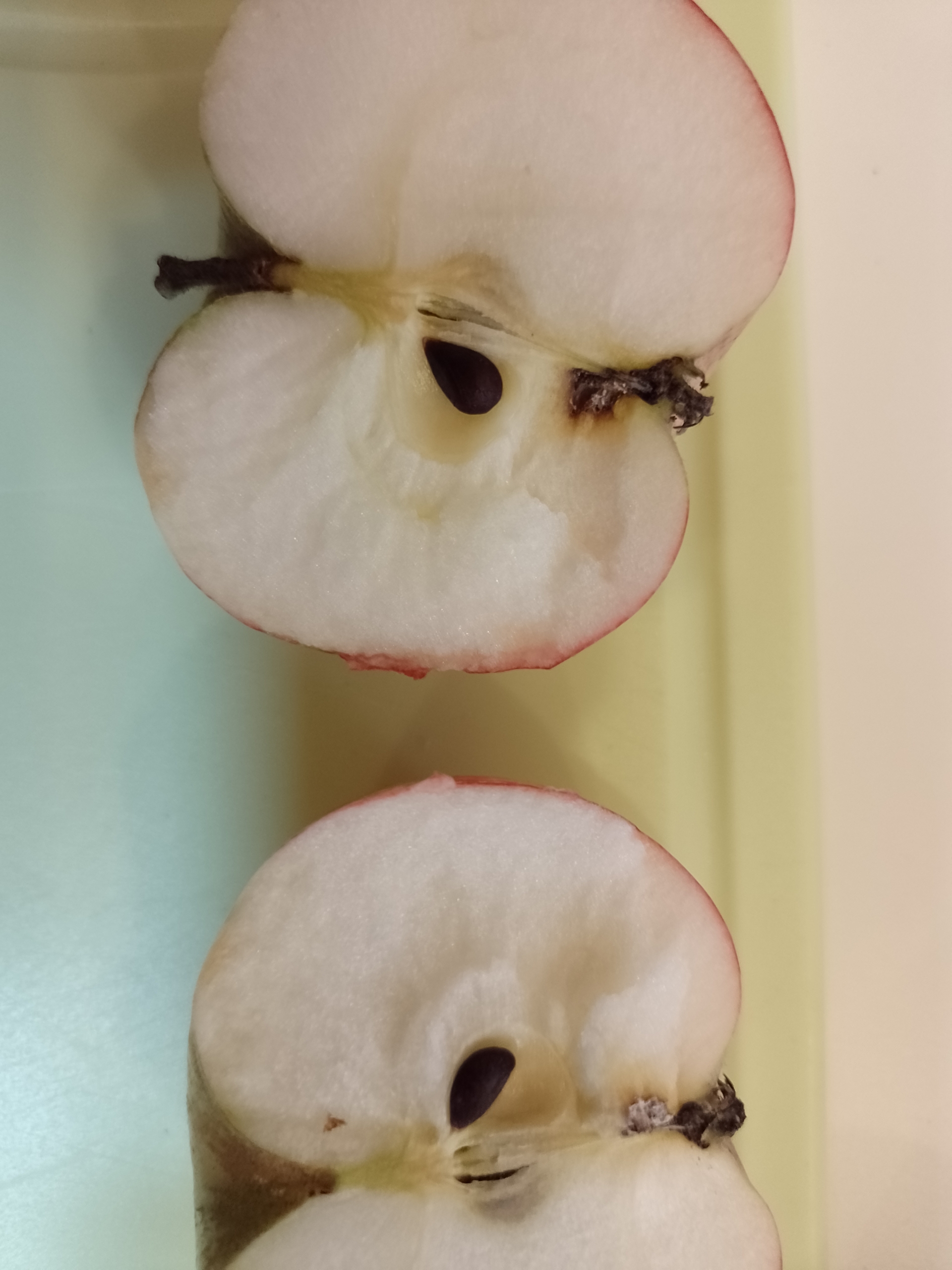 Geöffnete Äpfel für eine Sortenbestimmung
