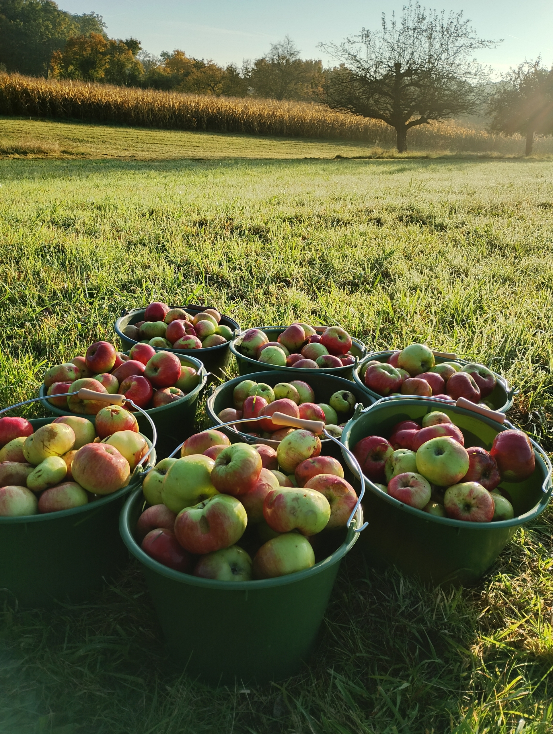 Äpfel in Eimern im Morgenlicht auf einer Streuobstwiese