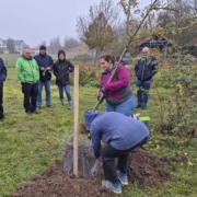2 Personen pflanzen einen Apfelbaum