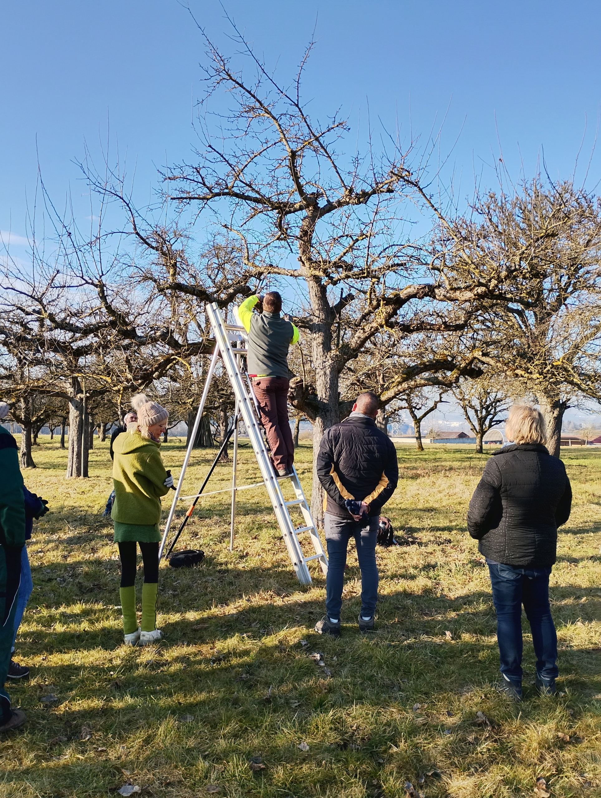 Teilnehmer beim Obstbaumschnittkurs sehen einer Person auf der Leiter zu