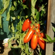 Tomaten an einem Strauch