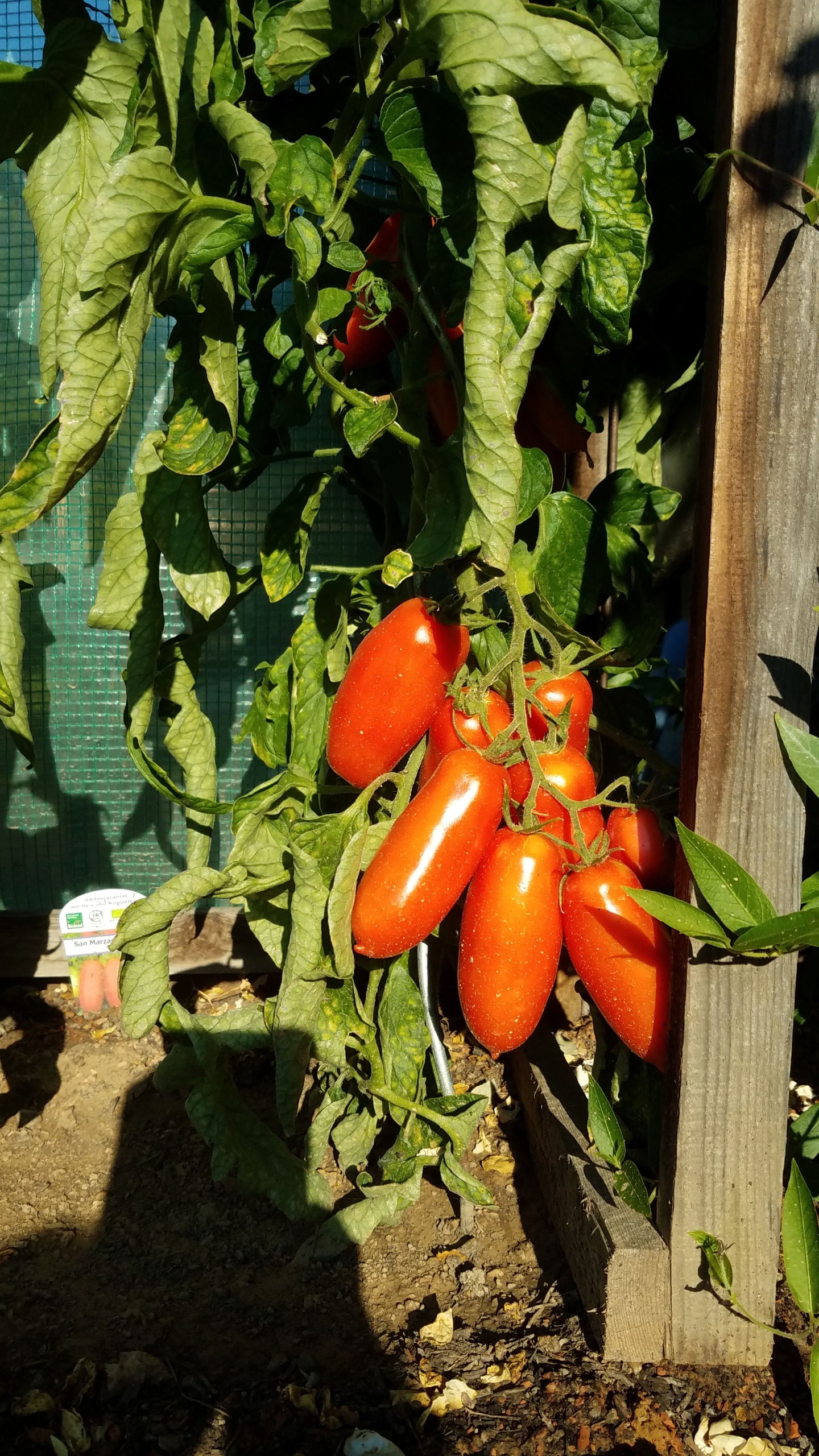 Tomaten an einem Strauch