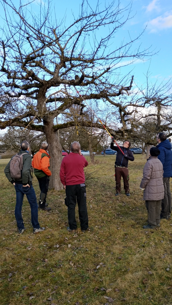 Erläuterung des Pflegeschnitts von Obstbäumen