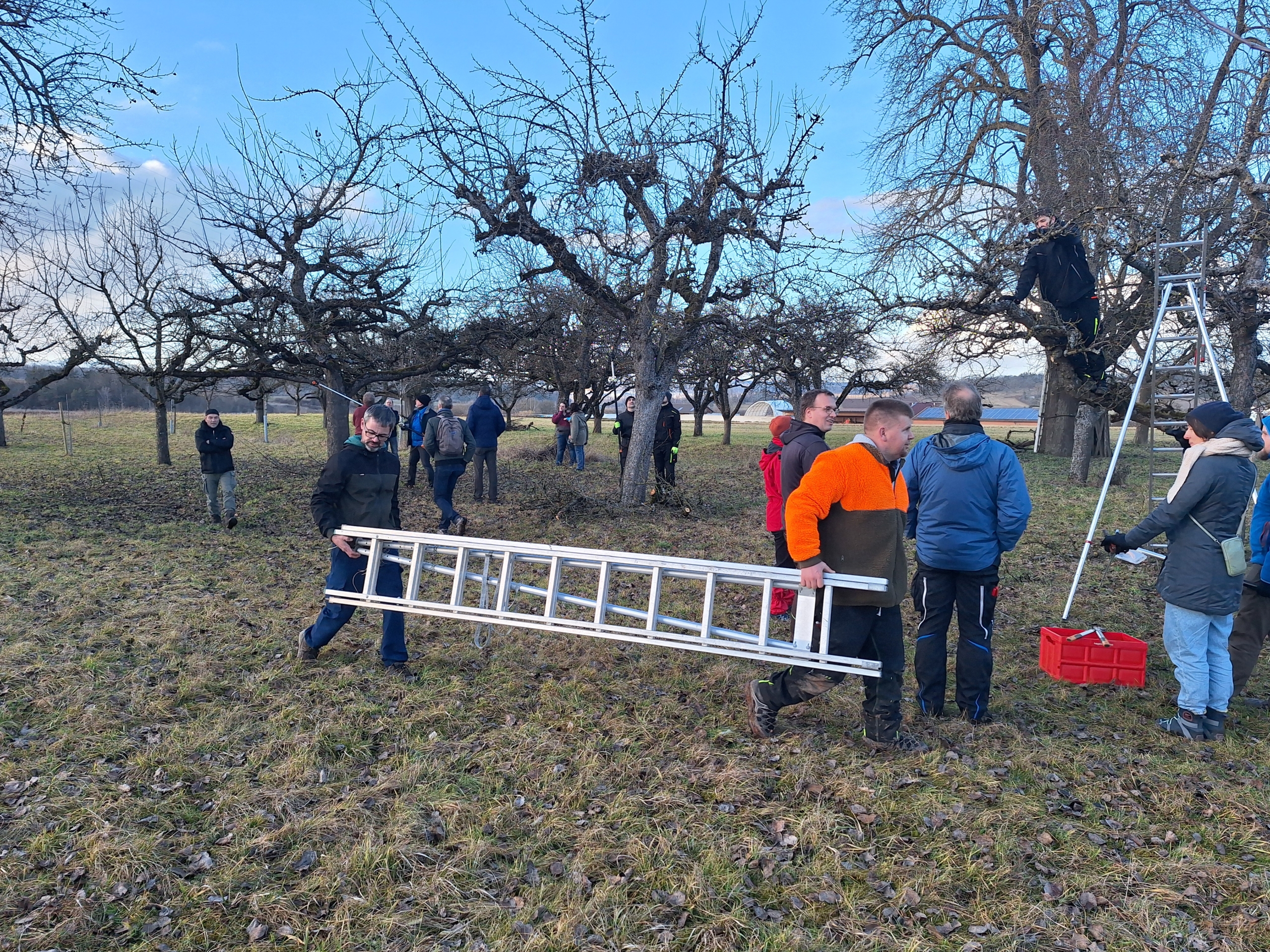 Personen tragen eine Leiter auf einer Streuobstwiese
