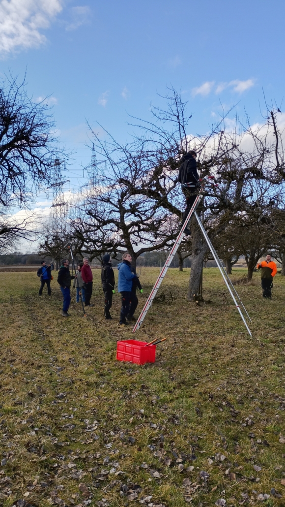 Personen schneiden Obstbäume