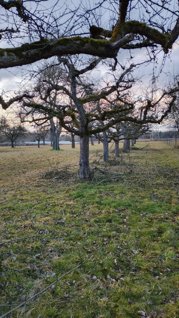 Bäume auf einer Streuobstwiese, unter den Bäumen liegt Obstbaumschnitt