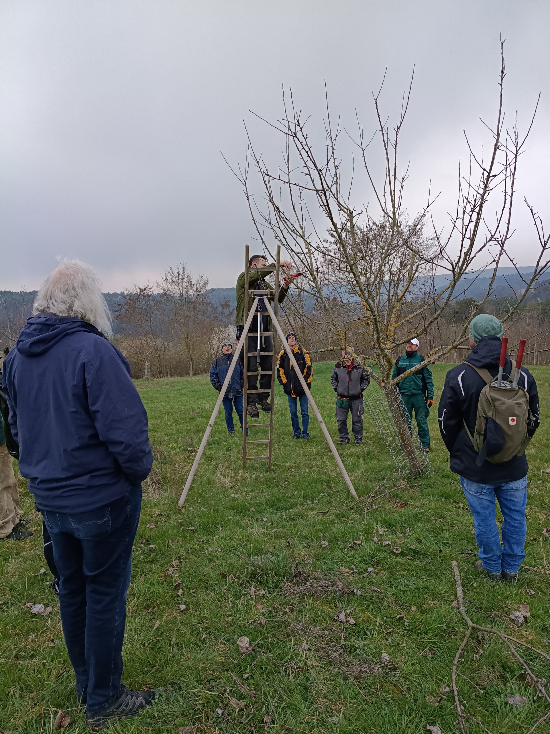 Eine Person demonstriert den Obstbaumschnitt, andere Personen sehen zu.